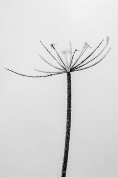 Black & White Florals: Amid The Flowers XIII by Teis Albers