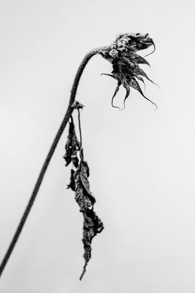 Black & White Florals: Amid The Flowers XIV by Teis Albers