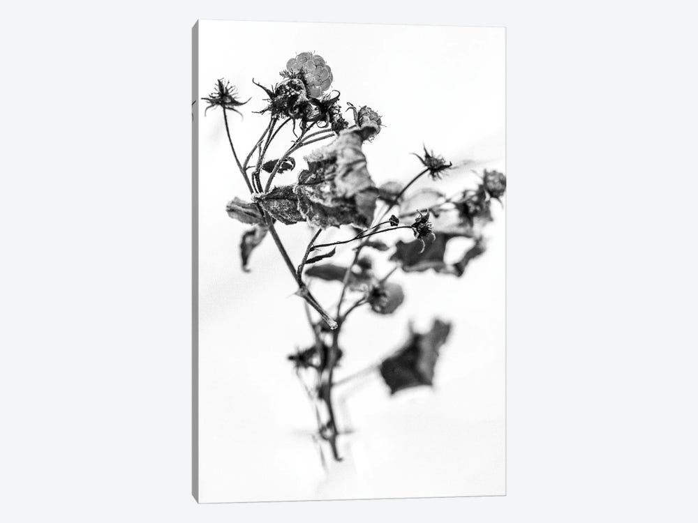 Amid The Flowers XV by Teis Albers 1-piece Art Print
