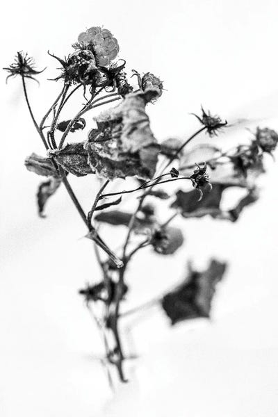 Black & White Florals: Amid The Flowers XV by Teis Albers