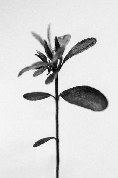 Black & White Florals: Amid The Flowers XVI by Teis Albers