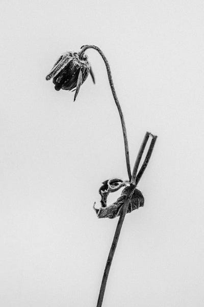 Black & White Florals: Amid The Flowers XVII by Teis Albers