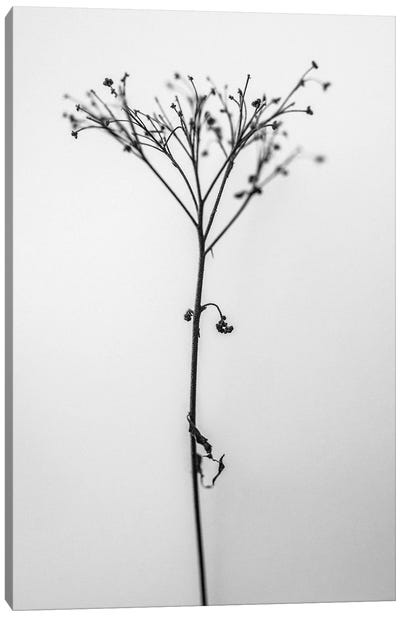 Amid The Flowers XVIII Canvas Art Print - Teis Albers