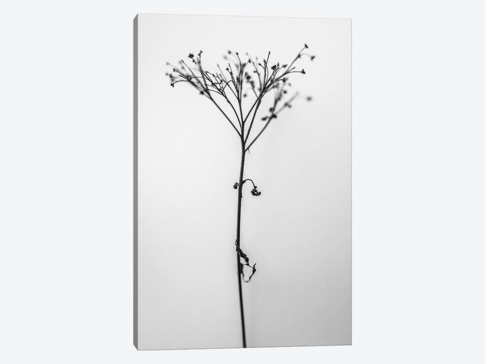Amid The Flowers XVIII by Teis Albers 1-piece Canvas Art