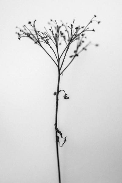 Black & White Florals: Amid The Flowers XVIII by Teis Albers