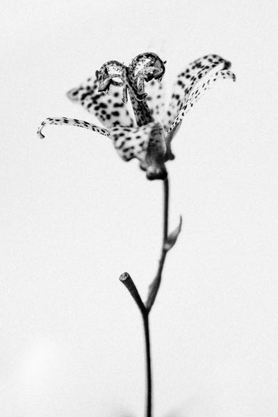 Black & White Florals: Amid The Flowers XIX by Teis Albers