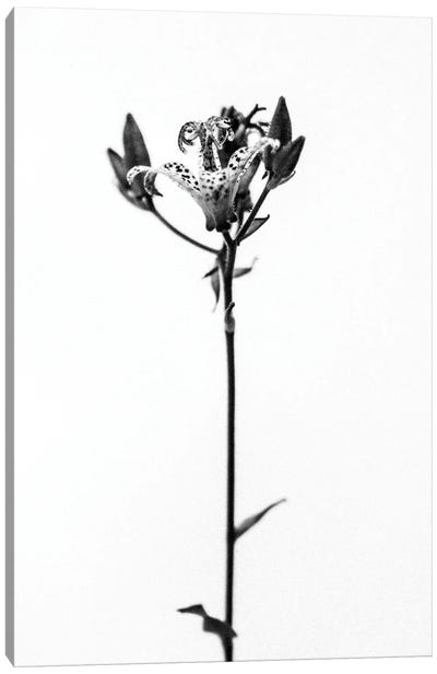 Amid The Flowers XX Canvas Art Print - Teis Albers