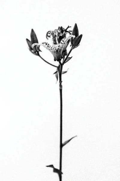 Black & White Florals: Amid The Flowers XX by Teis Albers