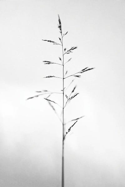 Black & White Florals: Amid The Flowers XXI by Teis Albers