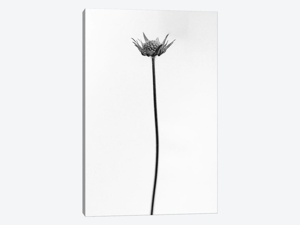 Amid The Flowers XXII by Teis Albers 1-piece Art Print
