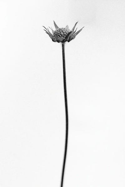 Black & White Florals: Amid The Flowers XXII by Teis Albers