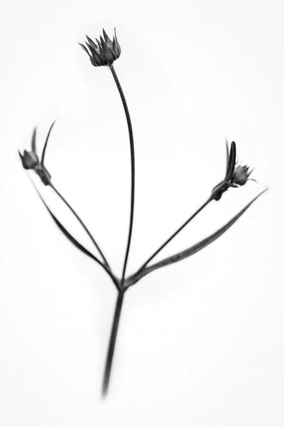 Black & White Florals: Amid The Flowers XXIII by Teis Albers