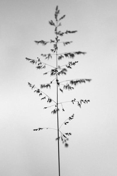 Black & White Florals: Amid The Flowers XXIV by Teis Albers