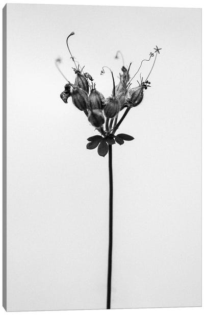 Amid The Flowers XXV Canvas Art Print - Teis Albers