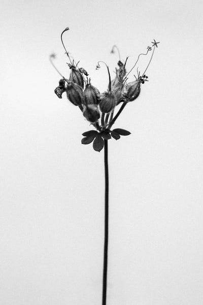 Black & White Florals: Amid The Flowers XXV by Teis Albers