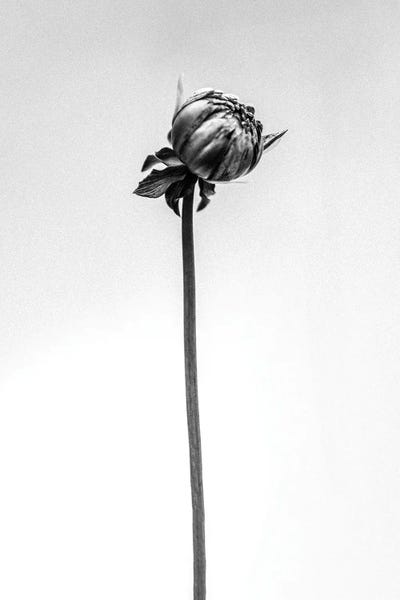 Black & White Florals: Amid The Flowers XXVI by Teis Albers