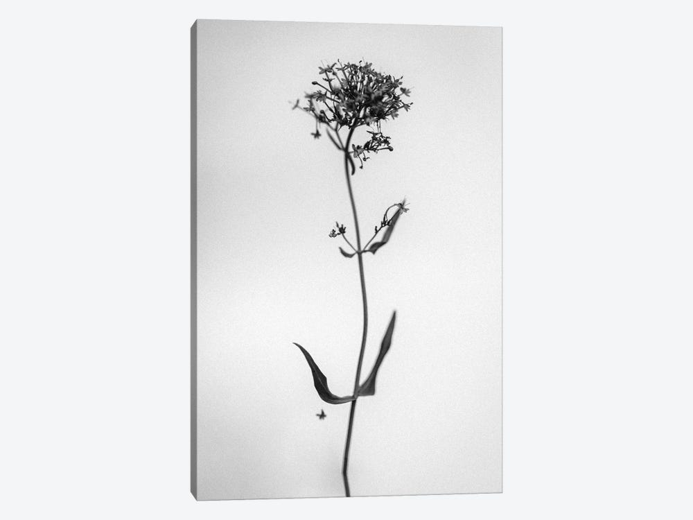 Amid The Flowers XXVII by Teis Albers 1-piece Canvas Art