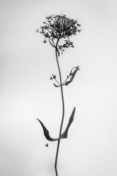 Black & White Florals: Amid The Flowers XXVII by Teis Albers