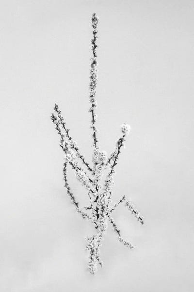 Amid The Flowers XXIX