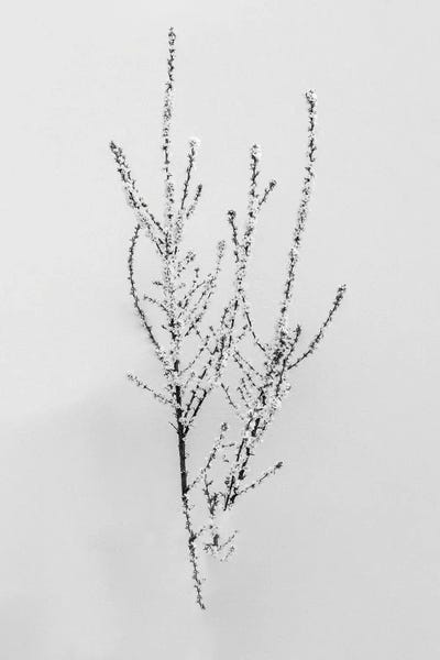 Black & White Florals: Amid The Flowers XXX by Teis Albers