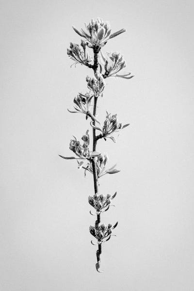 Black & White Florals: Amid The Flowers XXXI by Teis Albers