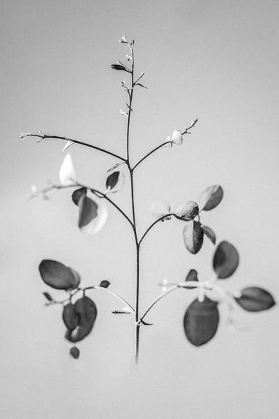 Black & White Florals: Amid The Flowers XXXII by Teis Albers