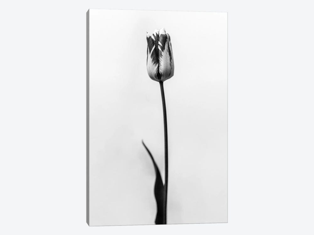 Amid The Flowers XXXIII by Teis Albers 1-piece Canvas Art Print