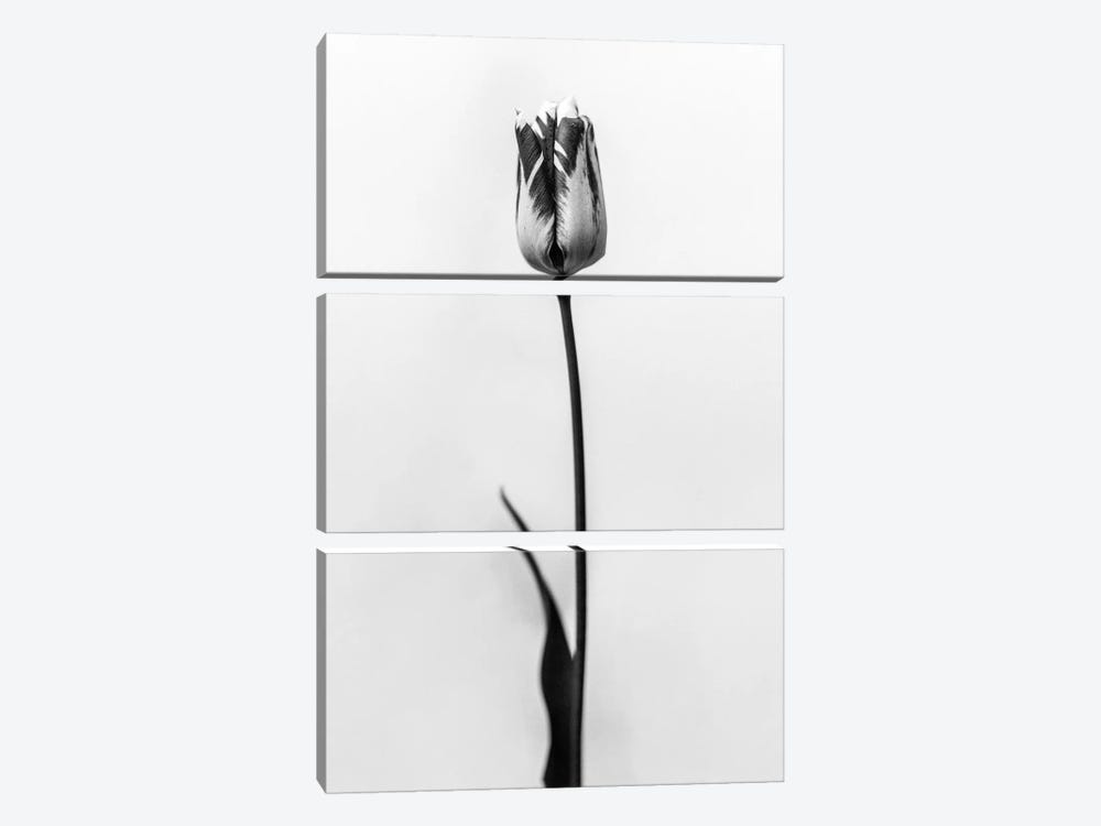 Amid The Flowers XXXIII by Teis Albers 3-piece Canvas Print