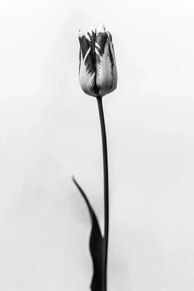 Black & White Florals: Amid The Flowers XXXIII by Teis Albers