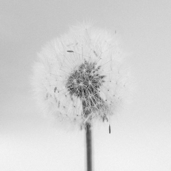 Dandelions: Amid The Flowers XXXIV by Teis Albers