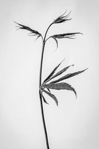 Black & White Florals: Amid The Flowers XXXV by Teis Albers