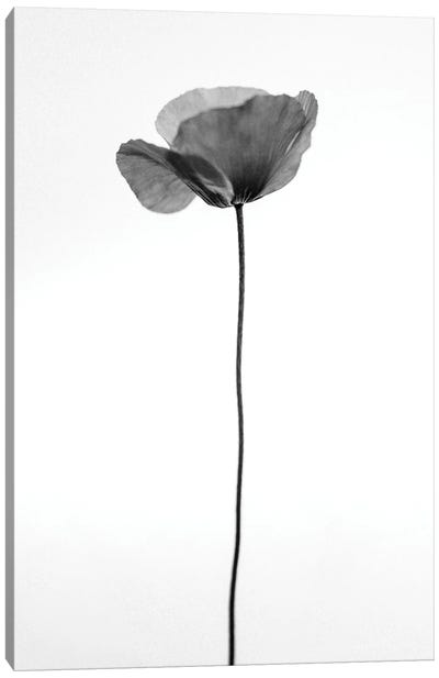 Amid The Flowers XXXVI Canvas Art Print - Teis Albers