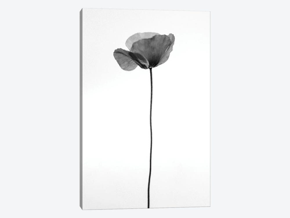 Amid The Flowers XXXVI by Teis Albers 1-piece Canvas Artwork