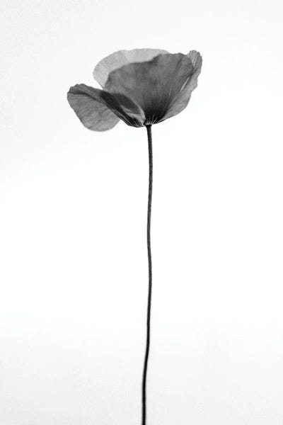 Black & White Florals: Amid The Flowers XXXVI by Teis Albers