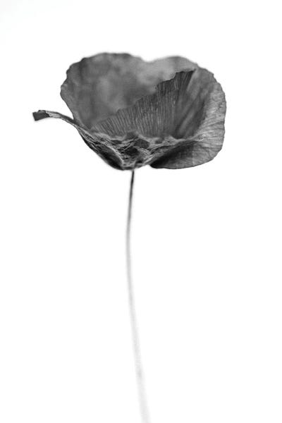 Black & White Florals: Amid The Flowers XXXVII by Teis Albers