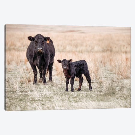 Angus Cow And Calf In Grass Canvas Print #TEJ10} by Teri James Canvas Art