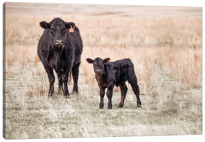 Angus Cow And Calf In Grass Canvas Art Print - Teri James