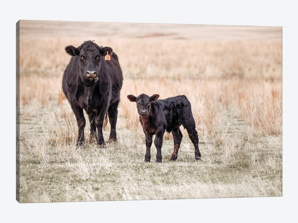 Angus Cow And Calf In Grass by Teri James 1-piece Canvas Print