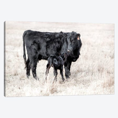 Angus Cow And Newborn Calf Canvas Print #TEJ11} by Teri James Canvas Artwork