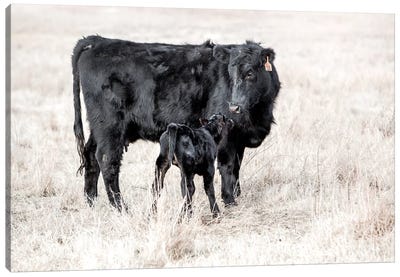 Angus Cow And Newborn Calf Canvas Art Print - Cow Art