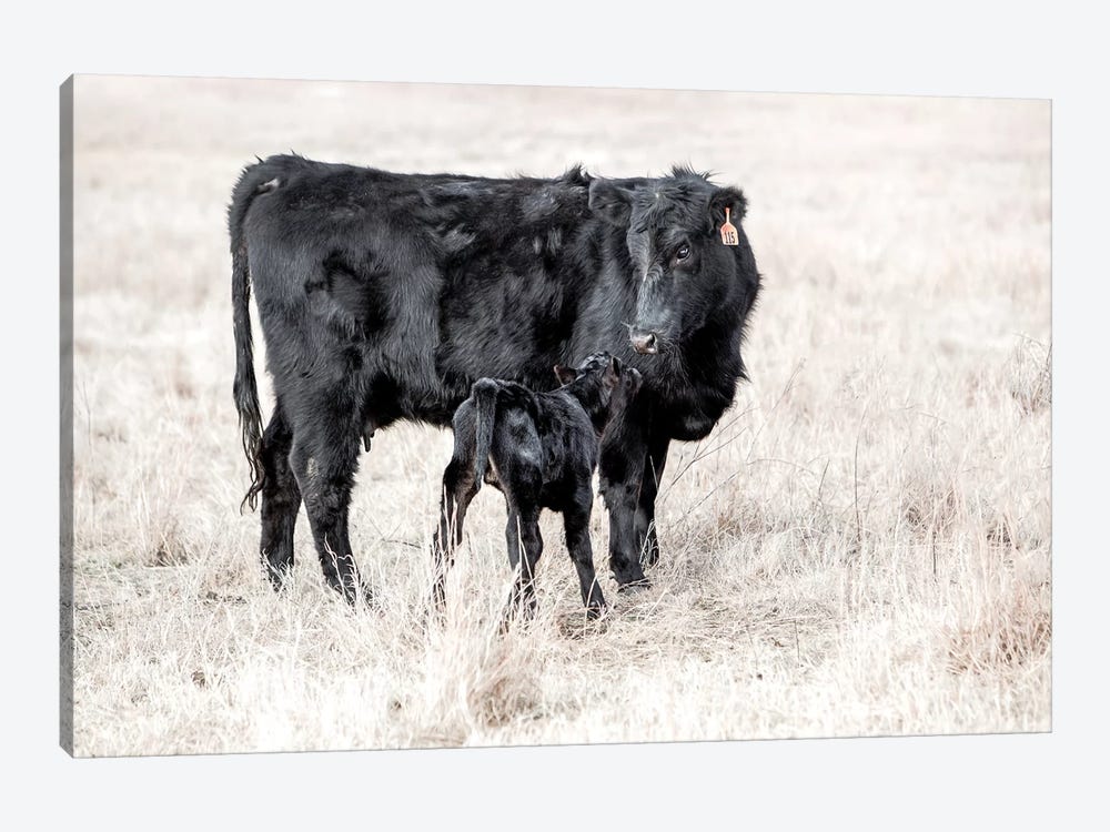 Angus Cow And Newborn Calf by Teri James 1-piece Canvas Wall Art