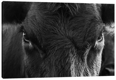 Angus Cow Closeup Canvas Art Print - Cow Art