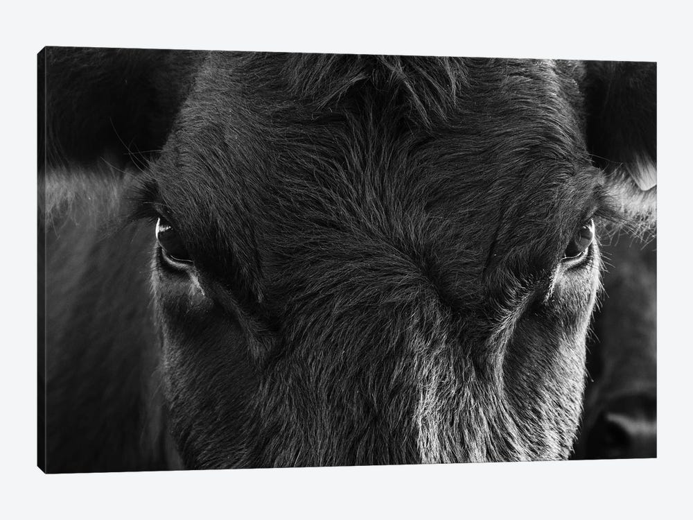 Angus Cow Closeup by Teri James 1-piece Art Print