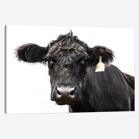 Angus Cow With Ear Tag Canvas Print #TEJ13} by Teri James Canvas Artwork