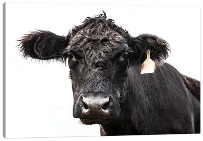 Angus Cow With Ear Tag Canvas Art Print - Teri James