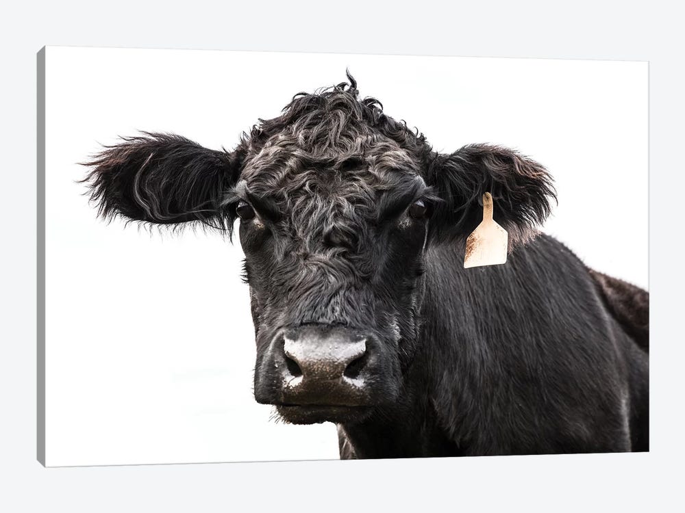 Angus Cow With Ear Tag by Teri James 1-piece Canvas Wall Art