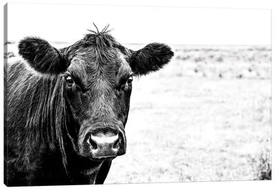 Angus Face Bw Canvas Art Print - Cow Art