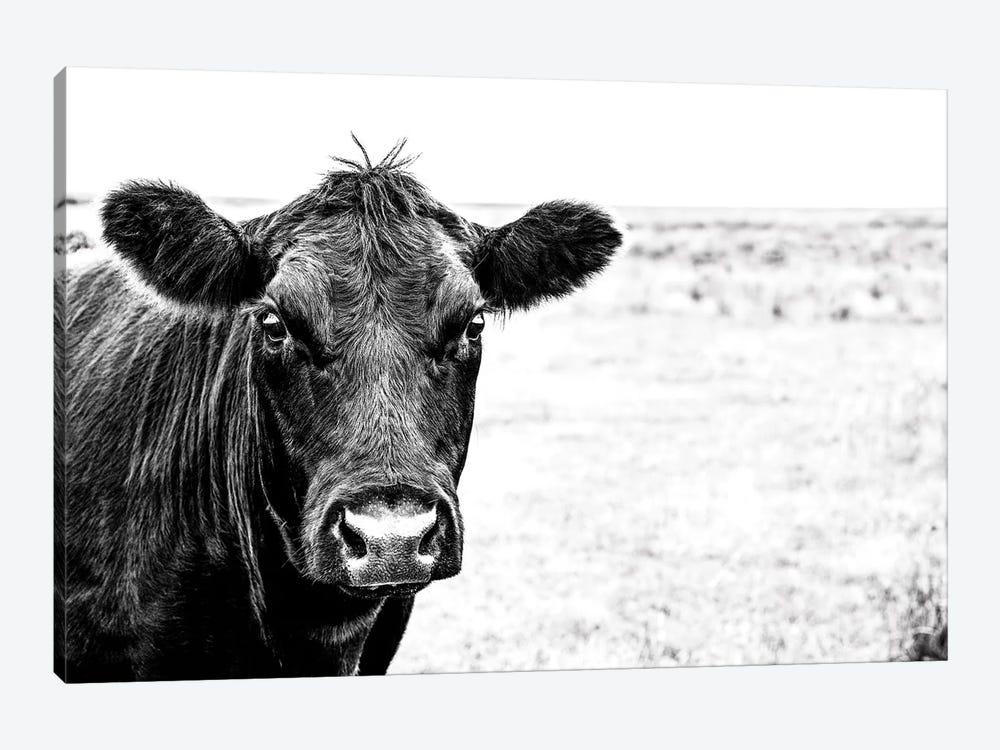 Angus Face Bw by Teri James 1-piece Canvas Artwork