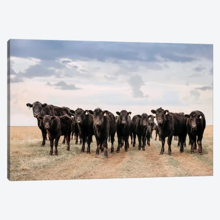 Big Pasture Angus Cows Canvas Print #TEJ18} by Teri James Canvas Art