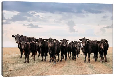 Big Pasture Angus Cows Canvas Art Print - Cow Art